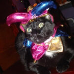 The Jester